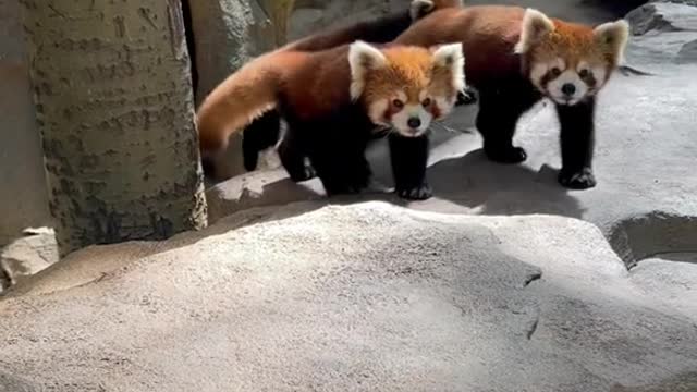 The red panda