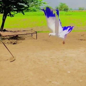 Beautiful pigeon for faly