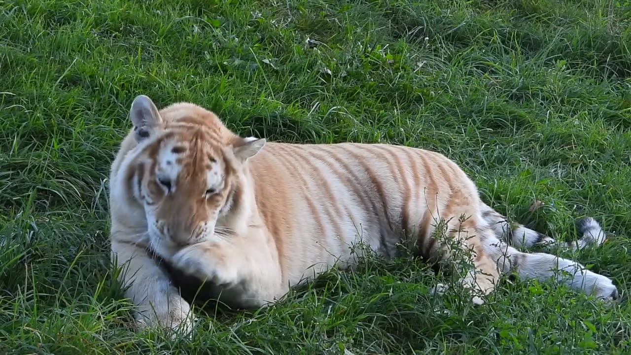 A white tiger enjoying his day in open area