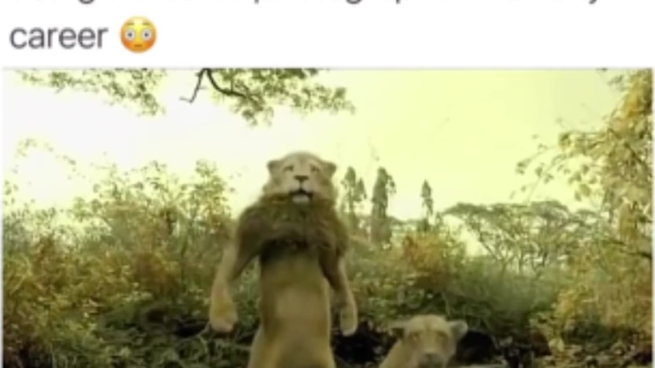 Lions funny video