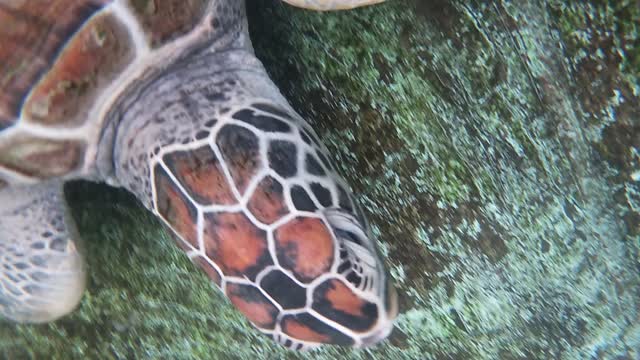 turtle on Cam