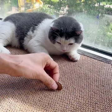 Smart cat 😹 Cat paw coin challenge