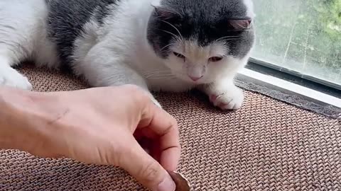 Smart cat 😹 Cat paw coin challenge