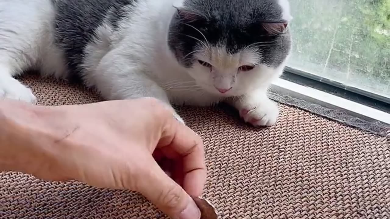 Smart cat 😹 Cat paw coin challenge