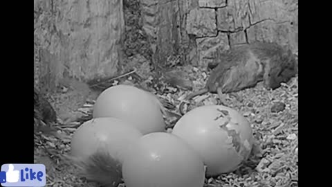 Amazing process of nature hatching from eggs...