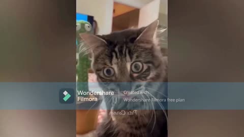 fozol cat