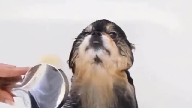 When you make fool your cute puppy