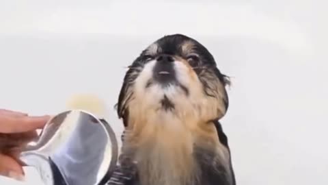 When you make fool your cute puppy