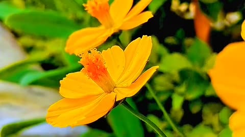 natural video graphy #naturevideography #ytshorts #viral #youtubeshorts #naturalvideos90 #short