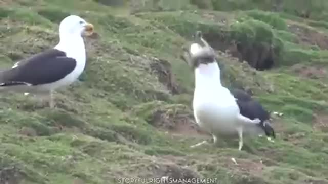 Bird