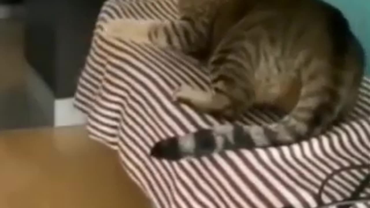 funny animal video