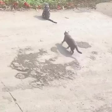 😹Funny Cats Won't Let You Down🥰 | Animals LOL Moments #funnyanimals #funnycats.