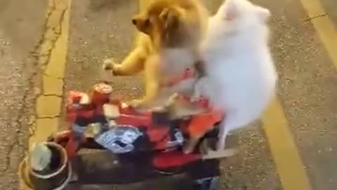 Two Dogs Riding A Scooter