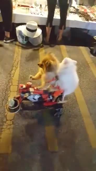 Two Dogs Riding A Scooter