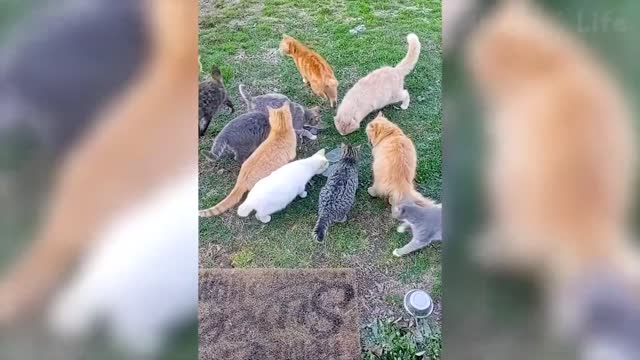Best Funny Animal Videos in 2022 The Funniest Videos of Dogs and Cats