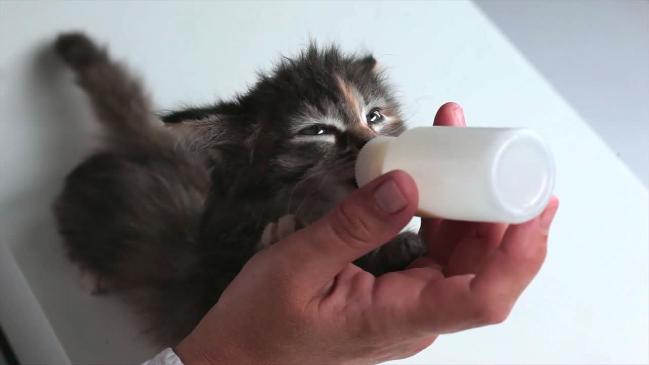 Kitten With Pleasure Eats a Milk Little kitten sucks milk