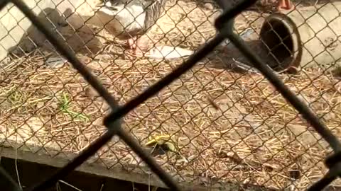 Free animal