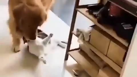 FUNNY DOG!!!!
