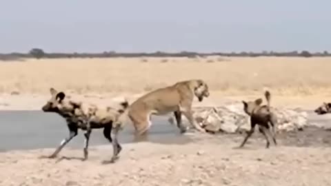 Wild dog atack in lion