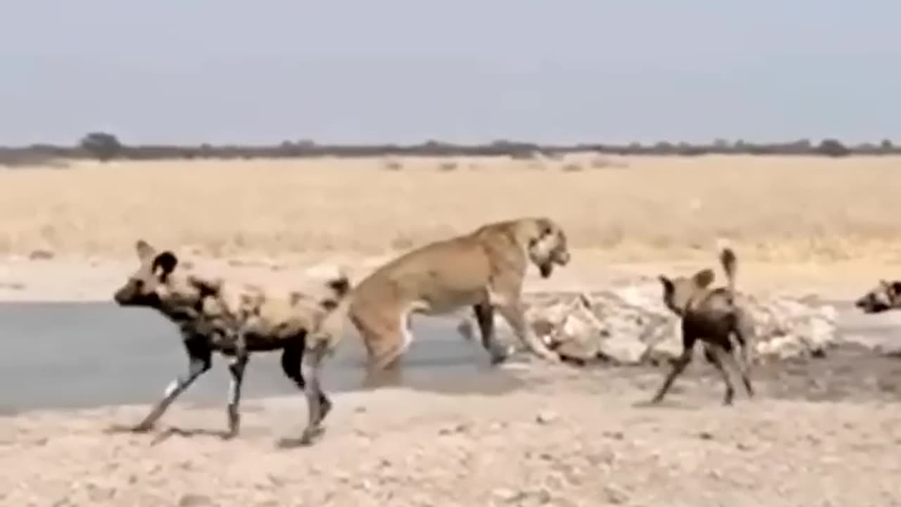 Wild dog atack in lion