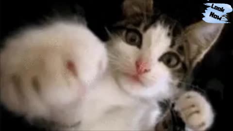 Kittens playing in the kitchen/Cat wanting to fight