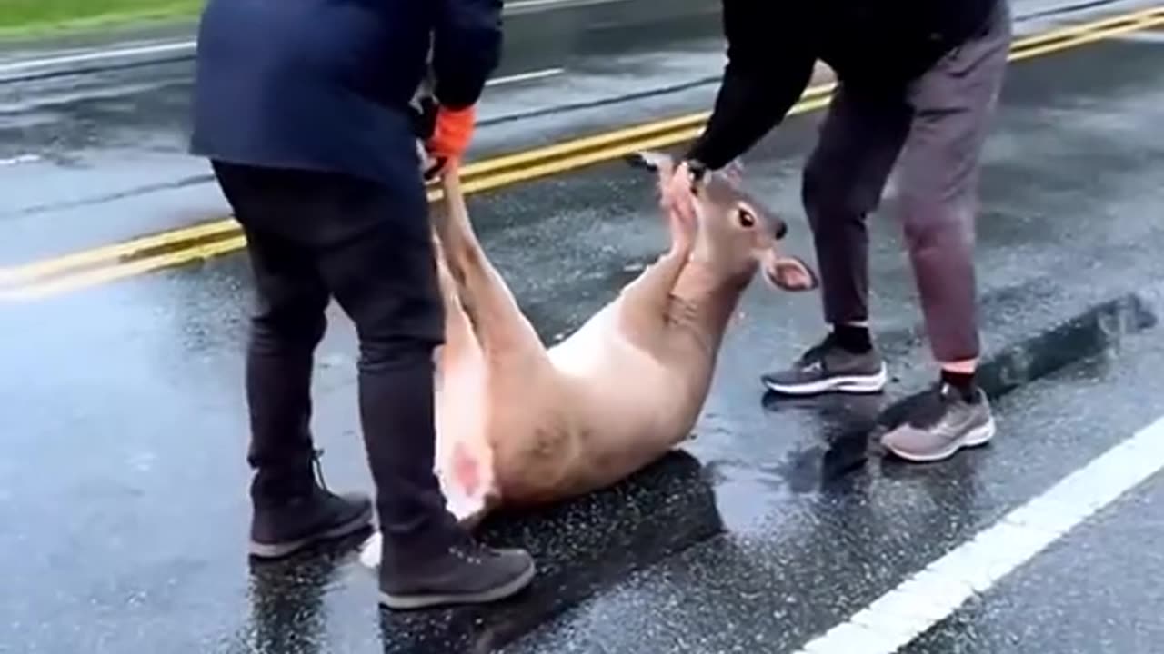 This deer was rescued when it was injured on the road