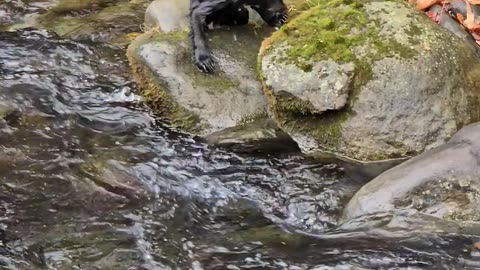 Baby Bear Leaps Across Babbling Brook