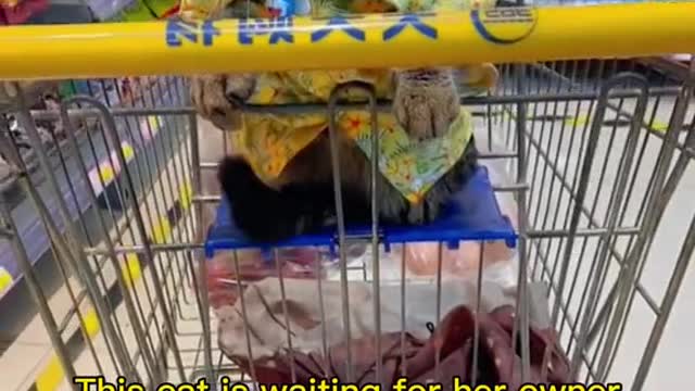 This cat is waiting for her owner to come back from shopping and she is a little impatient to wait