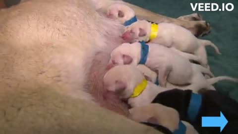 feeding little puppies
