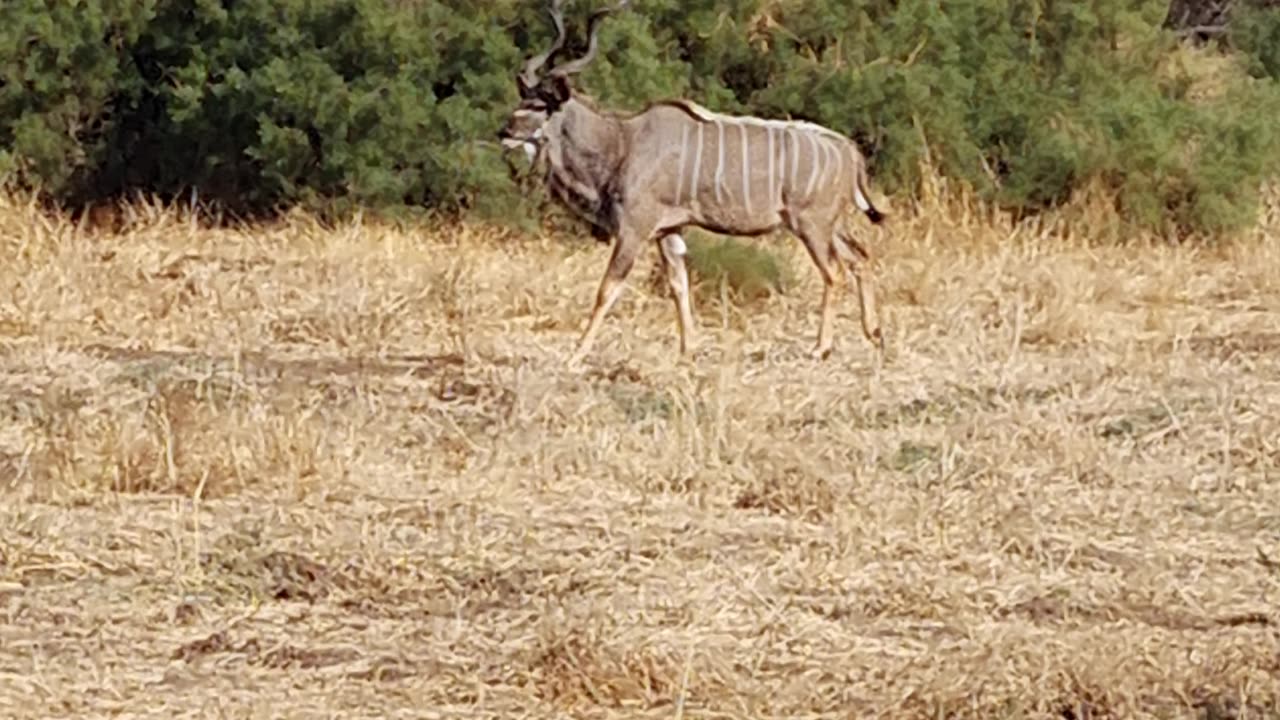 Large Kudu Bull