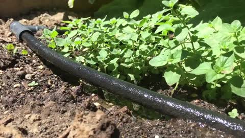 Drip Irrigation