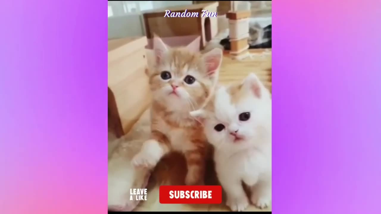 Baby Cats - Cute and Funny Cat Videos, part 1