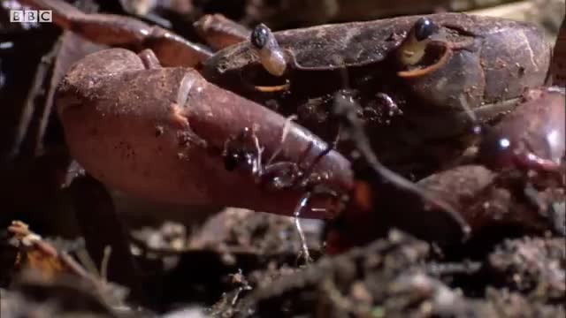 Ants vs Crab - Natural World- Ant Attack - BBC Earth_Cut