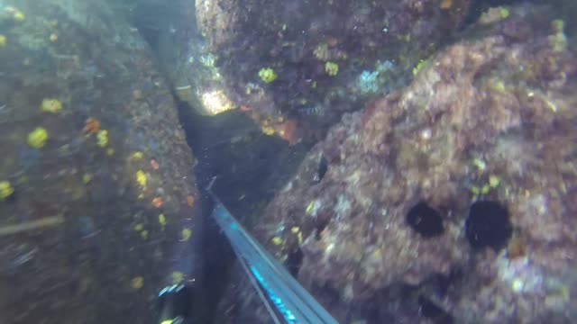 Caça Submarina - Angra dos Reis - RJ