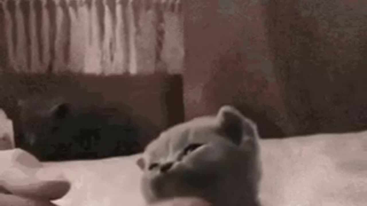 Cute Cat Gif