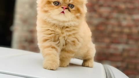 Beautiful Persian punch face kitten