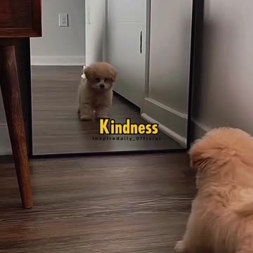 Dog gets confused after seeing himself in a mirror