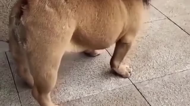 Little Lion!