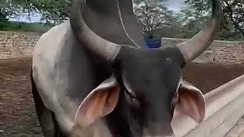 bull ki voice #short #animals