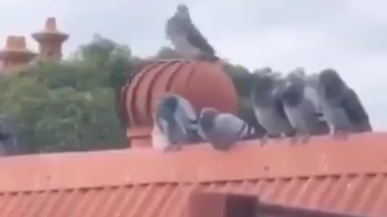 Pigeon Pirouette: Feathered Maestro Takes a Spin!