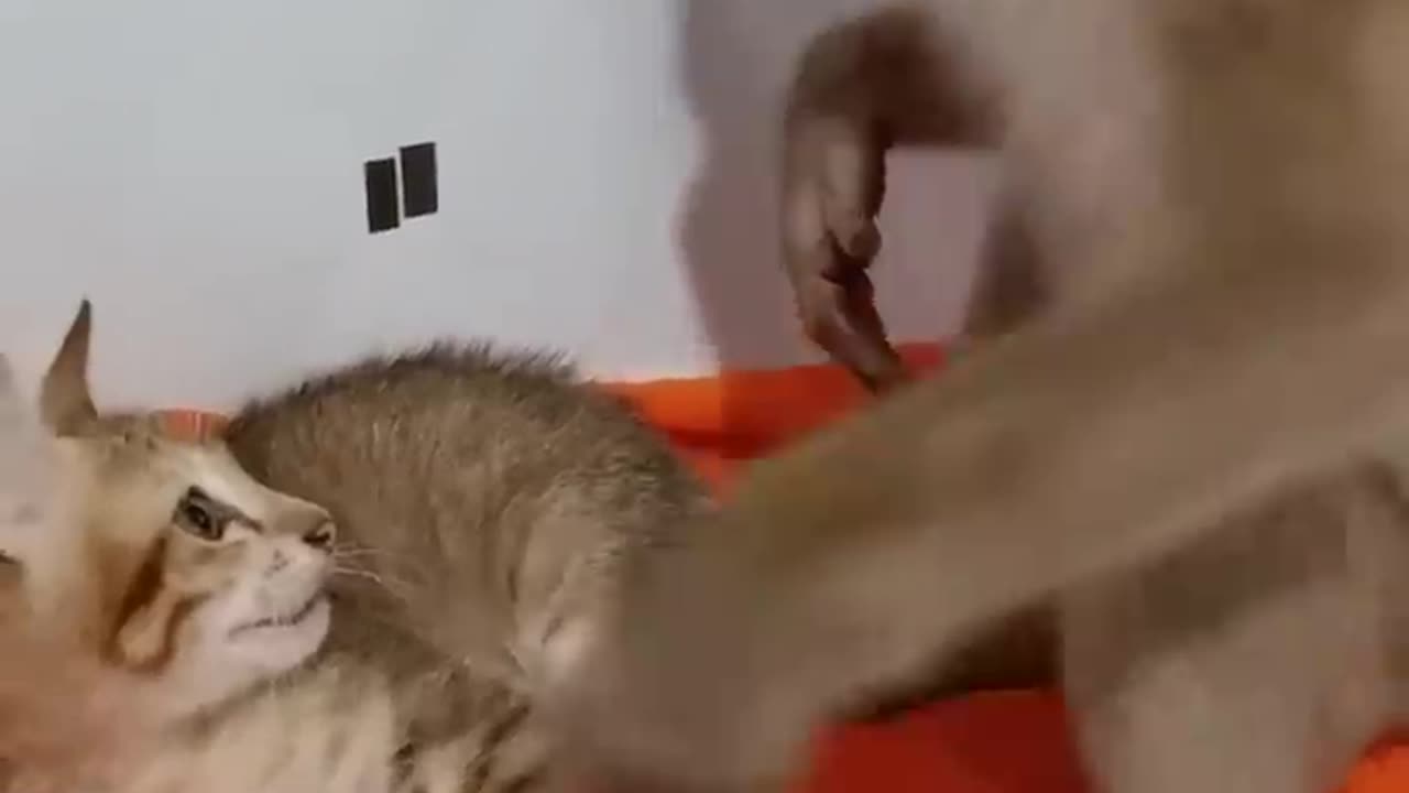 Monkey Achu went to play with kittens very much
