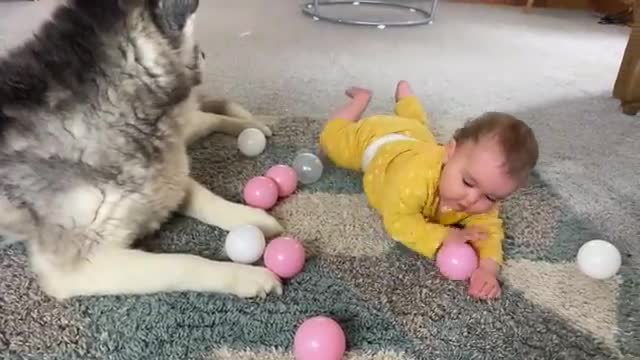 Giant Husky & Baby Playing Together Is The Cutest Thing Ever!!😭.