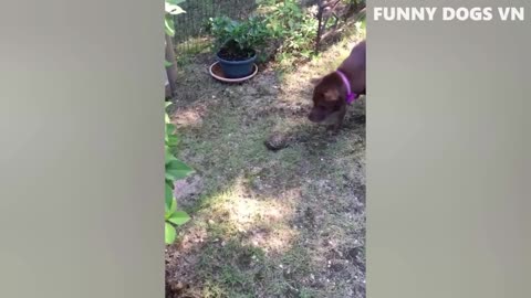 Funniest Animals Video - Funny Dogs And Cats - Try Not To Laugh Animals 2023