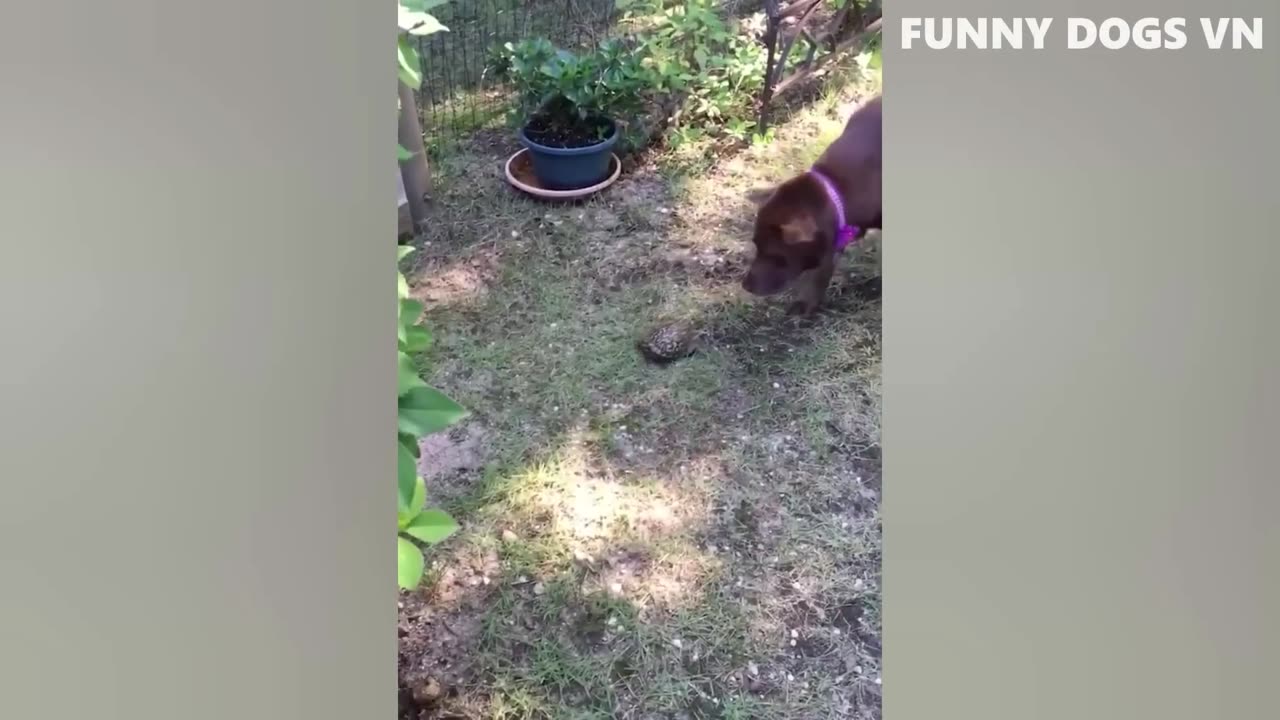 Funniest Animals Video - Funny Dogs And Cats - Try Not To Laugh Animals 2023