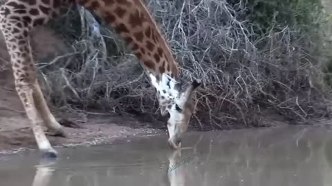 A fierce battle between a lion and a giraffe