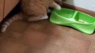 Kiyoko the Cat Using Paw to Drink Water