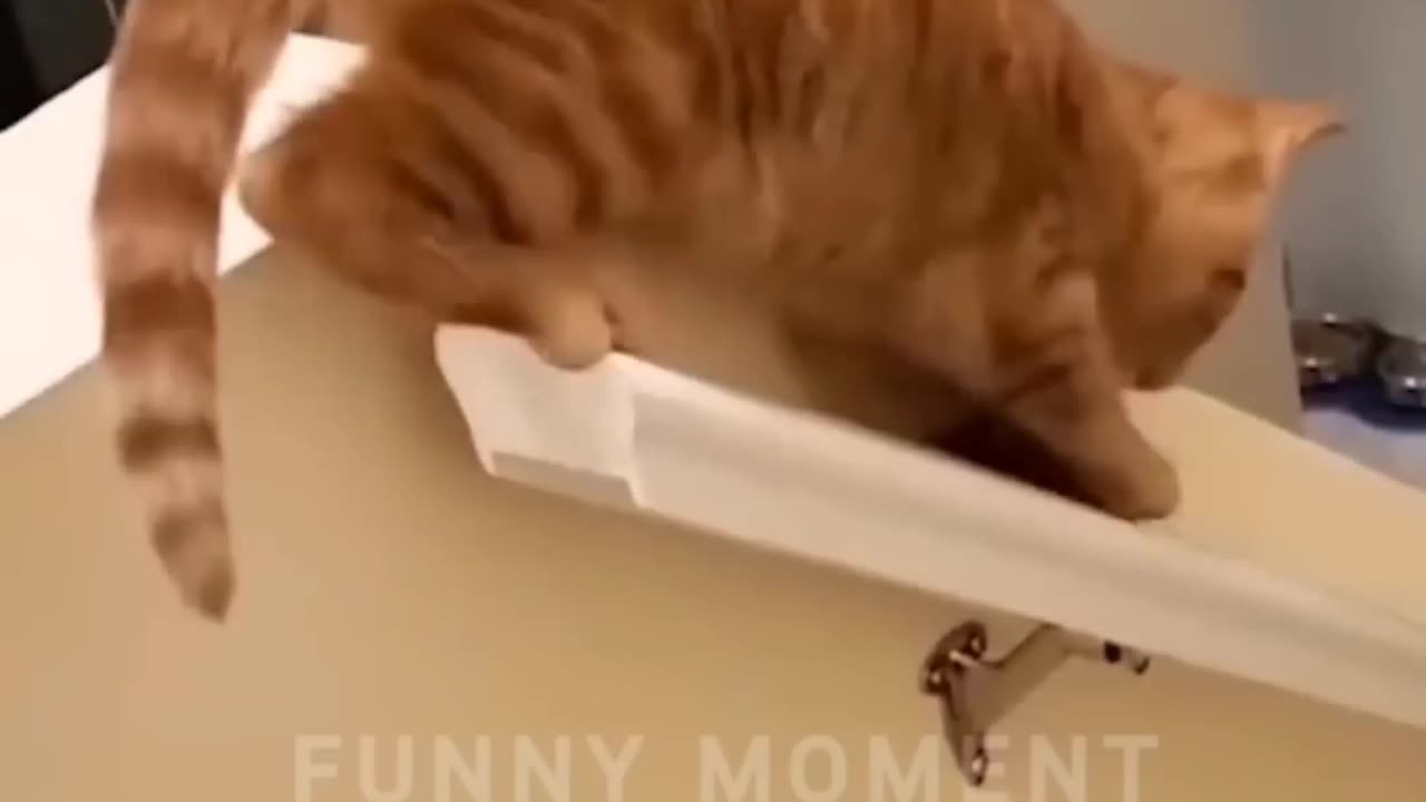 Funny video (Cat & Dog)