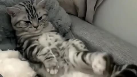 Funny cat videos | cute cats | Try not to laugh | Cat videos Compilation