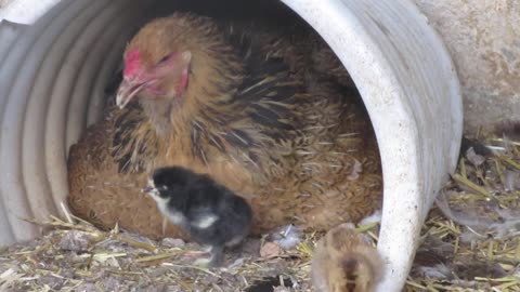 Silkie chickens (5)