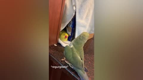 FUNNY-AND-CUTE-PARROTS-TRY